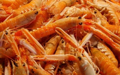 Mariscos frescos: cómo reconocer la calidad en cada bocado